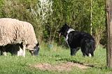 BORDER COLLIE - MOUTONS 098